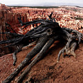 Tree over the Abyss Photograph by WonderlustPictures By Tommaso Boddi Tree over the Abyss Photograph by WonderlustPictures By Tommaso Boddi