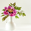 Tree peony full blown Lan He Paeonia suffruticosa rockii in a Photograph by Torbjorn Swenelius Tree peony full blown Lan He Paeonia suffruticosa rockii in a Photograph by Torbjorn Swenelius