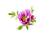 Tree peony Lan He Paeonia suffruticosa rockii on white Photograph by Torbjorn Swenelius Tree peony Lan He Paeonia suffruticosa rockii on white Photograph by Torbjorn Swenelius