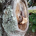 Tree Scar Photograph by Heather E Harman Tree Scar Photograph by Heather E Harman