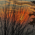 Tree Silhouette against an Orange Sunrise by Jerry Abbott
