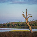 Tree Skeleton in the Morning Light by Bob Decker