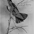 Tree Swallow Photograph by Cathy Kovarik Tree Swallow Photograph by Cathy Kovarik