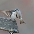 Tree Swallow - Kiss on the Head by Photobuphs Nature Photography
