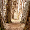Tree Tunnel Trail by Mike Fusaro