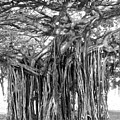 Tree with Many Trunks Photograph by Mike McGlothlen Tree with Many Trunks Photograph by Mike McGlothlen