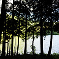 Trees at Alice Lake Photograph by Jim Whitley Trees at Alice Lake Photograph by Jim Whitley