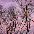 Trees At Sunset. Photograph by Jeff Sinon Trees At Sunset. Photograph by Jeff Sinon