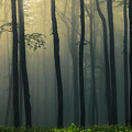 Trees In Dark Forest Photograph by Evgeni Dinev Trees In Dark Forest Photograph by Evgeni Dinev