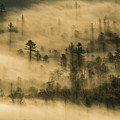 Trees in the Fog by Melissa Southern