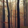 Trees in the Mist Photograph by Evgeni Dinev Trees in the Mist Photograph by Evgeni Dinev