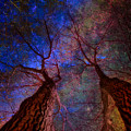 Trees Pointing Toward Heaven Digital Art by Russ Considine Trees Pointing Toward Heaven Digital Art by Russ Considine