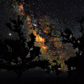 Trees Silhouetted by the Milky Way - Harkers Island North Caroli Photograph by Bob Decker Trees Silhouetted by the Milky Way - Harkers Island North Caroli Photograph by Bob Decker