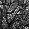 Trees, Tide Views Preserve, 2006 Photograph by John Simmons Trees, Tide Views Preserve, 2006 Photograph by John Simmons