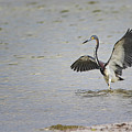 Tricolor Heron at Cedar Island North Carolina Photograph by Bob Decker Tricolor Heron at Cedar Island North Carolina Photograph by Bob Decker