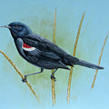 Tricolored Blackbird by Barry Kent MacKay
