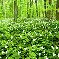 Trillium Field Photograph by Rich S Trillium Field Photograph by Rich S