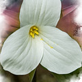 Trillium Mixed Media by Moira Law Trillium Mixed Media by Moira Law