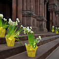 Trinity Church Daffodils - Boston, Ma. by Joann Vitali