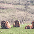 Trio by Brad Mangas