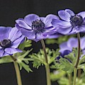 Trio of Purple Anemone by E Faithe Lester