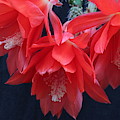 Triple Orchid Cactus in Red by E Faithe Lester