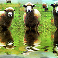 Triple Sheep Edit This 66 Photograph by Jack Torcello Triple Sheep Edit This 66 Photograph by Jack Torcello