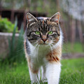 Triumphant arrival of a domestic cat to our garden. Magical and noble look by kitten. colourful body and white, grey and black head. Queen of cats. Photograph by Vaclav Sonnek Triumphant arrival of a domestic cat to our garden. Magical and noble look by kitten. colourful body and white, grey and black head. Queen of cats. Photograph by Vaclav Sonnek