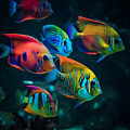 Tropical Fish II Digital Art by Jay Schankman Tropical Fish II Digital Art by Jay Schankman