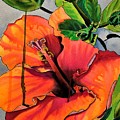 Tropical Hibiscus Painting by Sacha Grossel Tropical Hibiscus Painting by Sacha Grossel