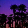 Tropical Sunset by Melissa Southern