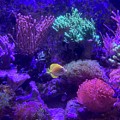 Tropical Tank Photograph by Barbara Von Pagel Tropical Tank Photograph by Barbara Von Pagel