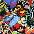 Tropical Wings Painting by Lucy Arnold Tropical Wings Painting by Lucy Arnold