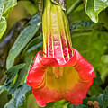 Trumpet Flower by Joe Fisher