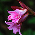 Trumpet Lily by Joe Fisher