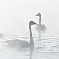 Trumpeter Swans At Kelly Warm Spring VI Photograph by Douglas Wielfaert Trumpeter Swans At Kelly Warm Spring VI Photograph by Douglas Wielfaert