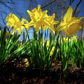 Trumpeting the Arrival of Spring by Rick Berk