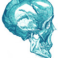 Truth-Aqua Skull Drawing by Lisa Senette Truth-Aqua Skull Drawing by Lisa Senette