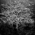 Tubaran's Silent Tree Song by James BO Insogna