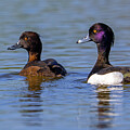 Tufted Duck Pair by Arterra Picture Library