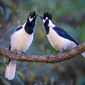 Tufted Jay Sweeties by Judi Dressler