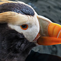 Tufted Puffin by Leslie Struxness