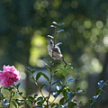 Tufted Titmouse on Camelia Photograph by Heather E Harman Tufted Titmouse on Camelia Photograph by Heather E Harman
