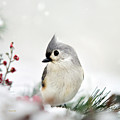 Tufted Titmouse Square Photograph by Christina Rollo Tufted Titmouse Square Photograph by Christina Rollo