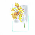 Tulip 252503 by Chris N Rohrbach