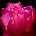 Tulip beauty Photograph by Bess Carter Tulip beauty Photograph by Bess Carter