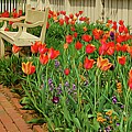 Tulip Expressions by Kathi Isserman