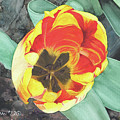 Tulip Heart Painting by Heather E Harman Tulip Heart Painting by Heather E Harman