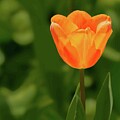Tulip Light by Kathi Isserman