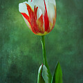 Tulip Love Circles by Ann Jacobson